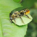 Megachile sp_2004-06-29 12-50-31