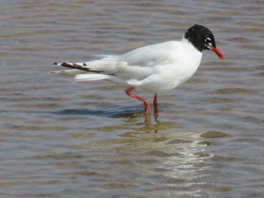 Mouette Melanocephale