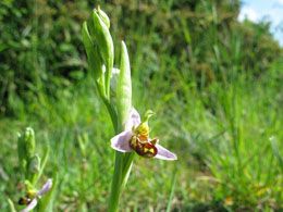 ophrys-apifera