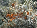 Hippophae rhamnoides (Elaeagnaceae).jpg