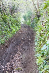 Beau chemin, malheureusement un peu trop fréquenté par les quads et autres motos "vertes"... Il ne reste plus de végétation au sol !