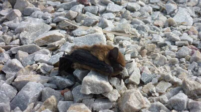 Pipistrelle commune morte sous une éolienne (Photo GMN)