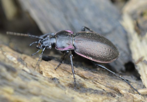 Carabus nemoralis